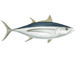 Albacore Tuna