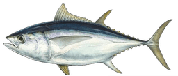 Bigeye Tuna