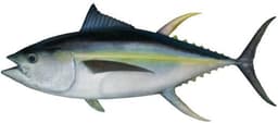Yellow Fin Tuna