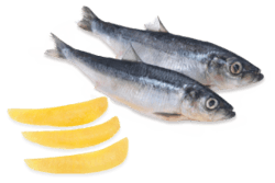 Herring