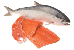 Pacific Salmon