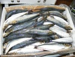 Sardines