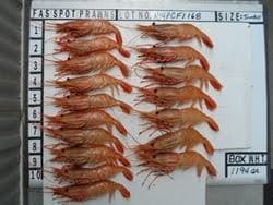 Spot Prawns